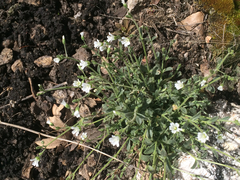 Cerastium nutans