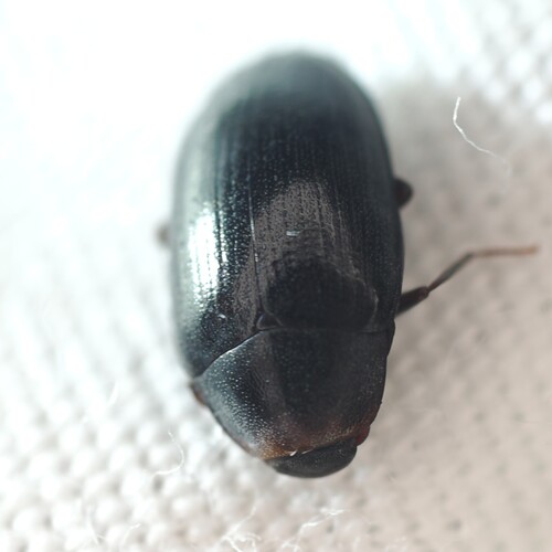 Hyporhagus punctulatus