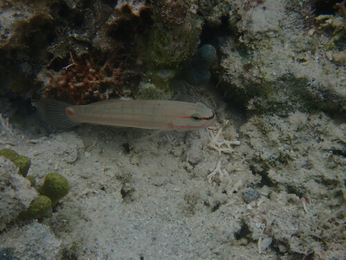 Amblygobius decussatus observed 2026-06-25