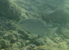 Kyphosus cinerascens