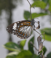 Danaus affinis malayana