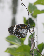 Danaus affinis malayana