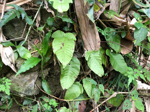 Tectaria polymorpha (Tectaria polymorpha)