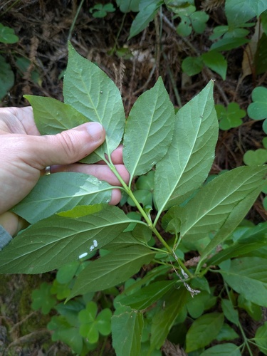 Euonymus occidentalis, photograph 4