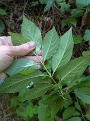 Euonymus occidentalis, photograph (c) Eric Knight, some rights reserved (CC BY)