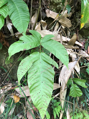 Tectaria polymorpha