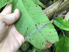 Tectaria polymorpha