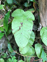 Tectaria polymorpha