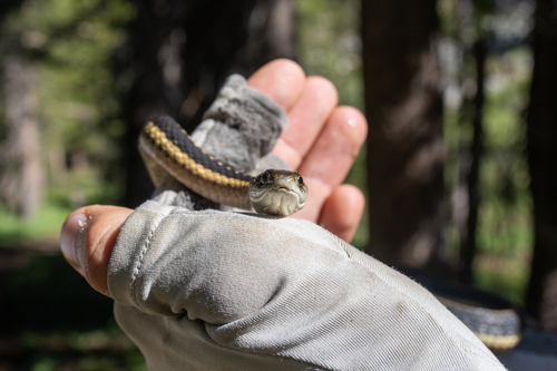 iNaturalist observation photo of Western Terrestrial Garter Snake