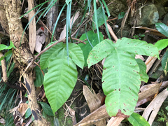 Tectaria polymorpha