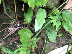 Tectaria polymorpha