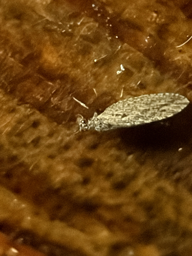 Micromus variolosus