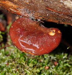 Polyporus hypomelanus