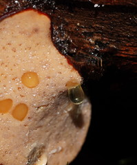 Polyporus hypomelanus