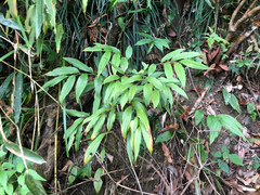 Disporum kawakamii