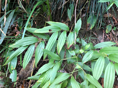 Disporum kawakamii