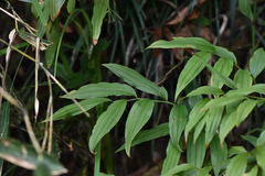 Disporum kawakamii