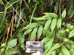 Disporum kawakamii