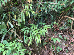 Disporum kawakamii