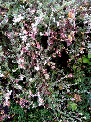 Eriocephalus punctulatus