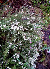 Eriocephalus punctulatus