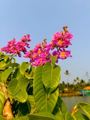 Lagerstroemia speciosa