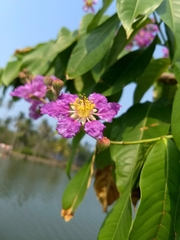 Lagerstroemia speciosa