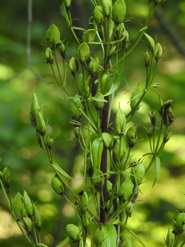 Frasera caroliniensis