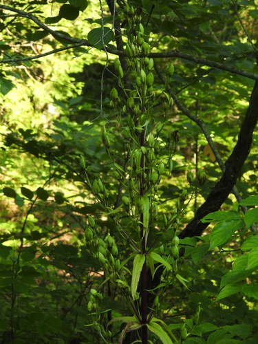 Frasera caroliniensis, photograph 2