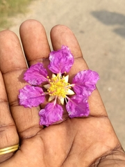Lagerstroemia speciosa