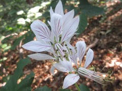 Dictamnus dasycarpus