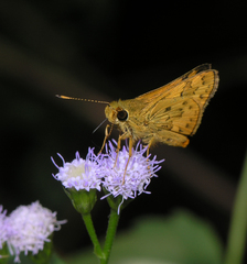 Potanthus confucius dushta