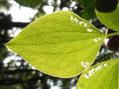 Clematis terniflora mandshurica