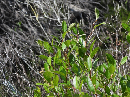Lyonia mariana, photograph 4