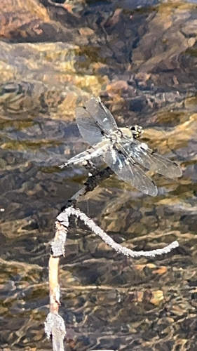 iNaturalist observation photo of Four-spotted Skimmer
