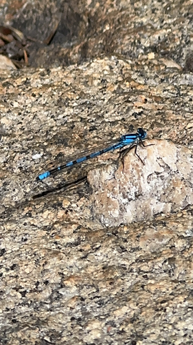 iNaturalist observation photo of Boreal Bluet