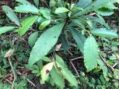 Ardisia cornudentata stenosepala