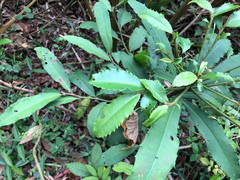 Ardisia cornudentata stenosepala
