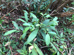 Ardisia cornudentata stenosepala