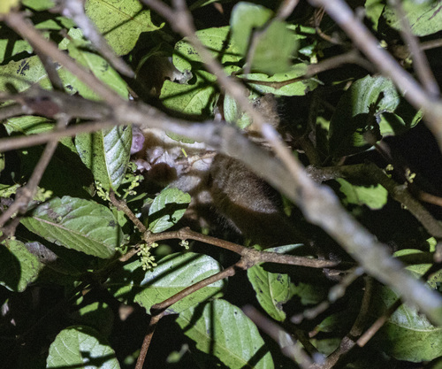 Pygmy Ring-tailed Possum