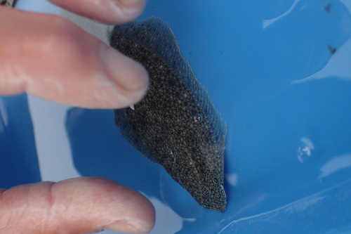 Pacific sand sole (Psettichthys melanostictus) — Pleuronectidae — 2