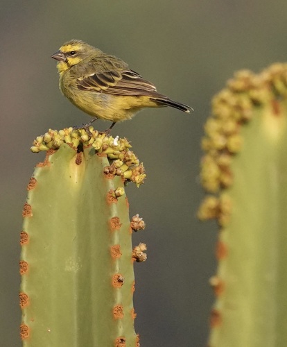 Yellow-fronted Canary