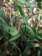 Billbergia distachia