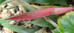 Billbergia distachia