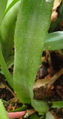 Billbergia distachia