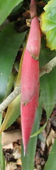 Billbergia distachia