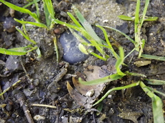 Polydrusus impressifrons