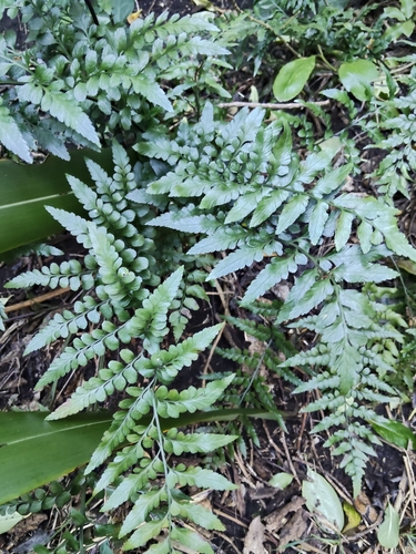 Asplenium lyallii, photograph 1