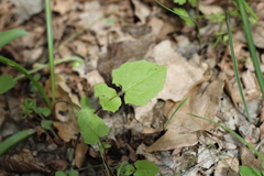 Lapsana communis intermedia