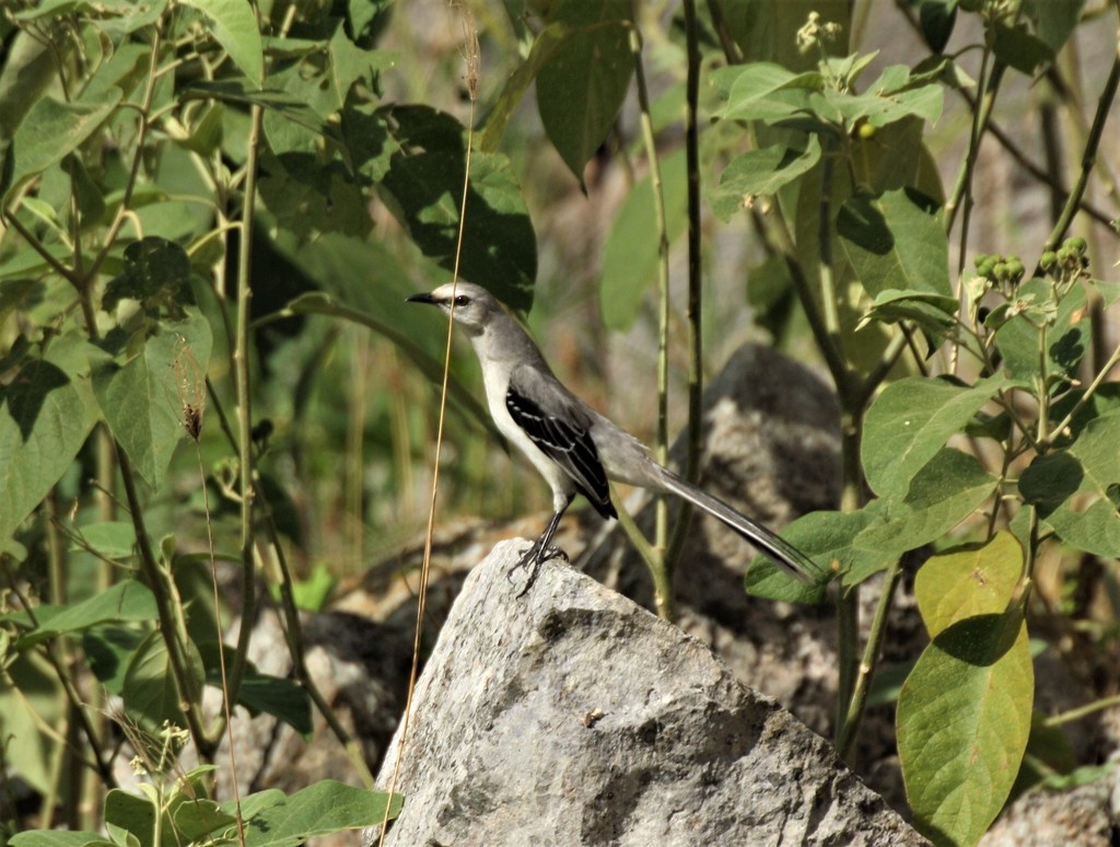 Mayan Mockingbird